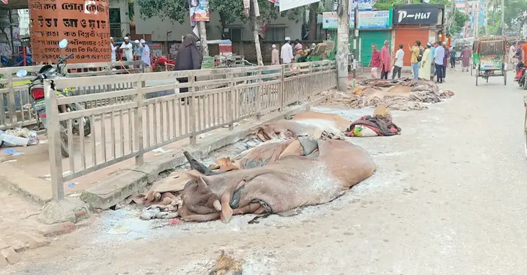 সড়কের পাশে পড়ে আছে শত শত চামড়া